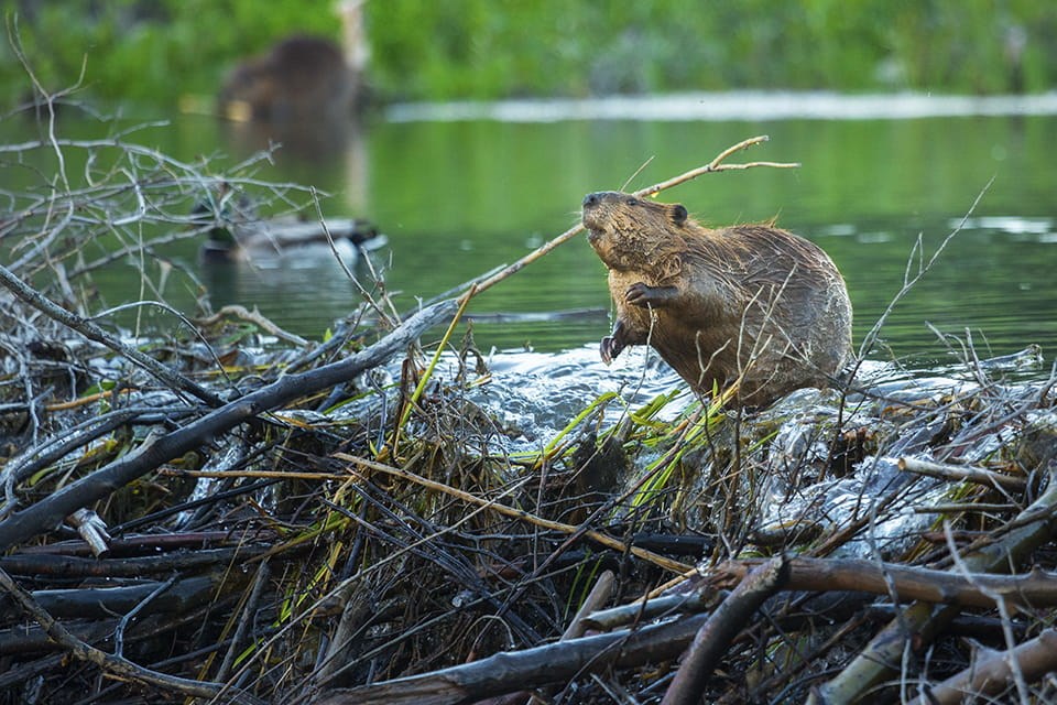 A beaver in nature
