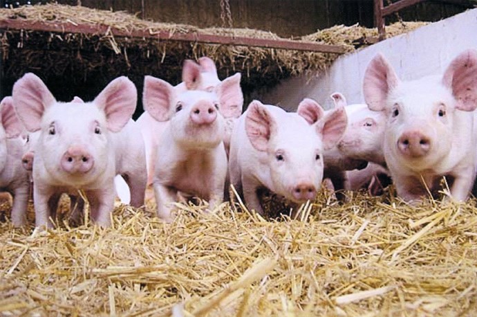 Pig farm certification.jpg