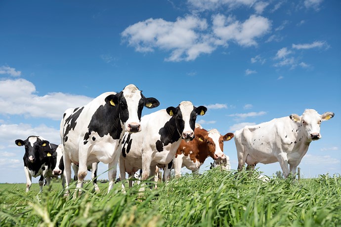 Betande kor i grön hage på ett lantbruk, med blå himmel, tittar nyfiket upp mot oss.