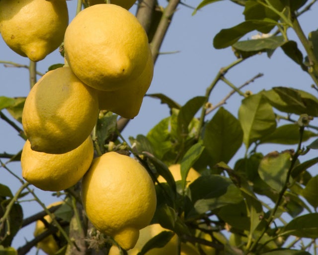 Food-lemons-yellow-640x515.jpg