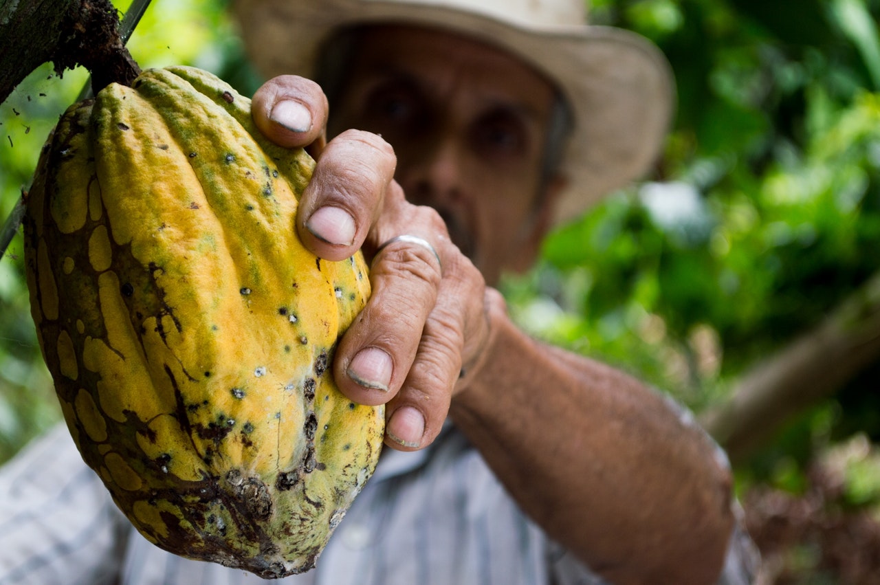 Tra le piantagioni di cacao sostenibile