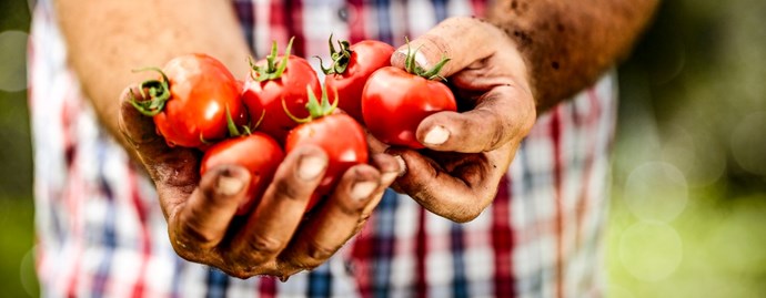 farmer-tomatos.jpg