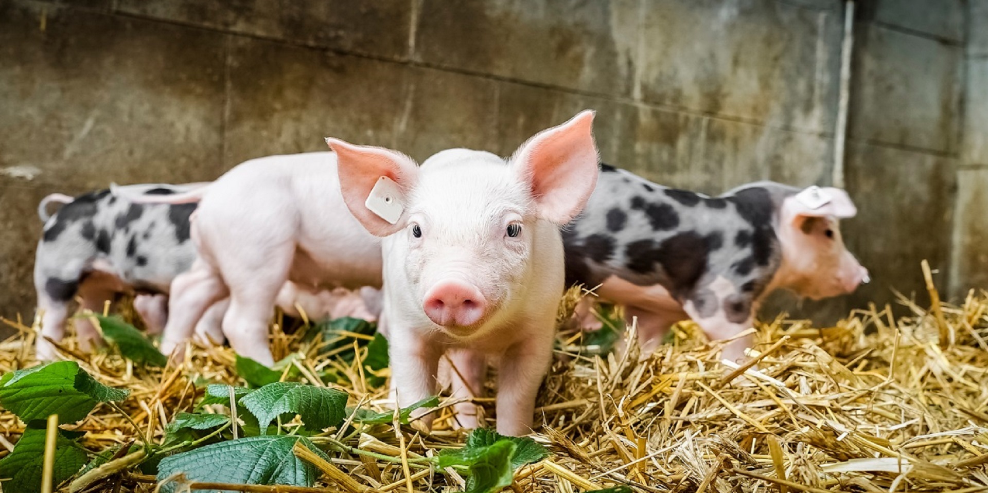 Webinar 'Sostenibilità e Benessere nelle Filiere Animali'