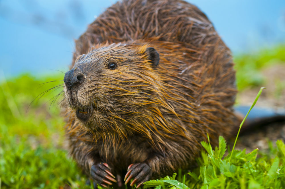 April 7 International Beaver Day