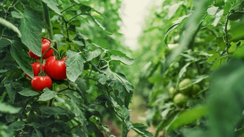 Red en green tomatoes, which are certified by Kiwa,  growing in a  greenhouse environment.