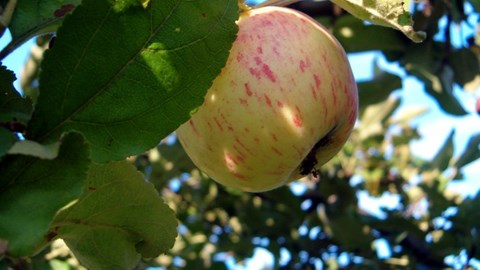 jabłko na drzewie 