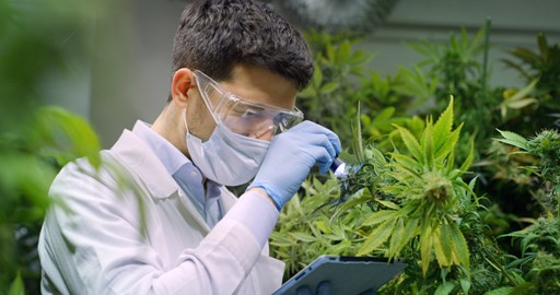 Man checking quality of cannabis plants with Kiwa certification standards. 