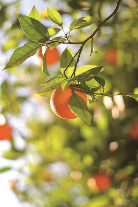 Apertura plazos inscripción campaña exportación naranjas y mandarinas a Estados Unidos