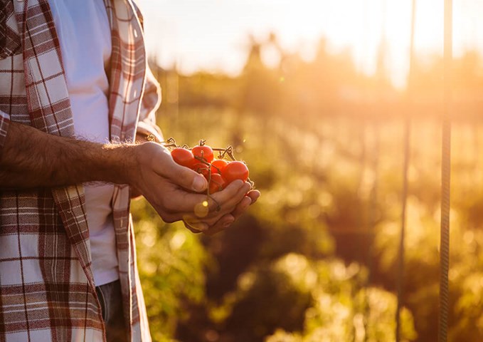 Man with vine tomatoes in his hands