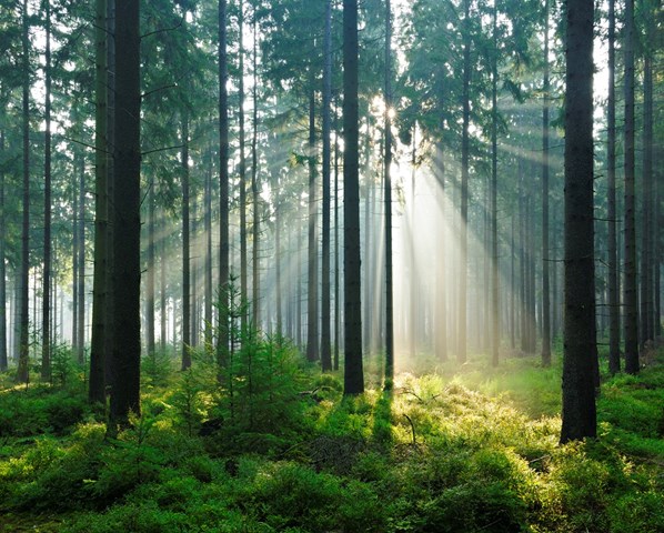 Zonlicht in de bossen