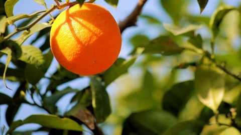 naranjas en un arbol