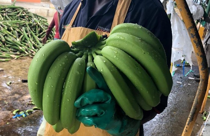 Finca-Laguna-Salada-bananas-employee-.jpg