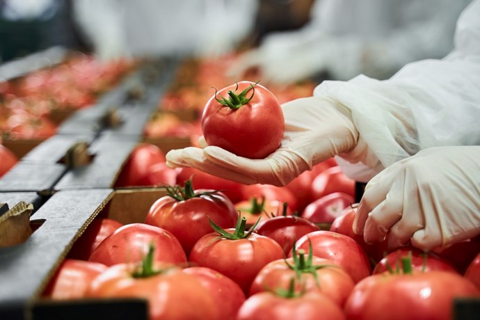 tomatoes-production-industry.jpg