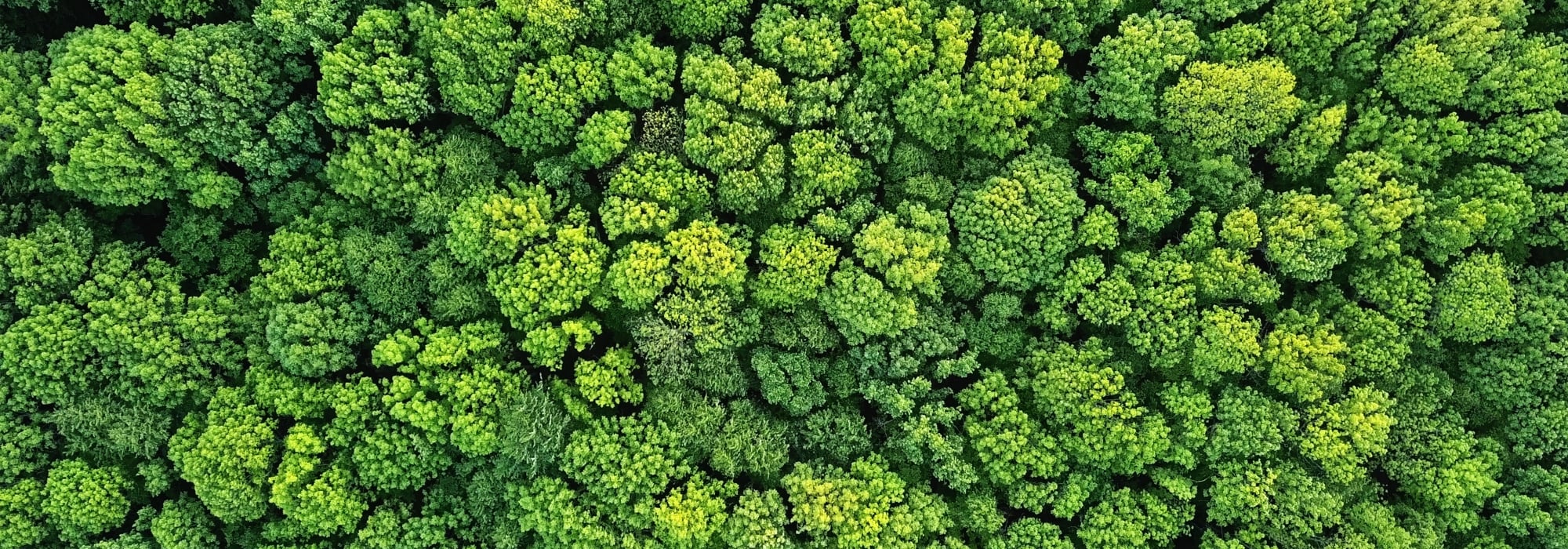 Bovenzicht van een groot, groen bos