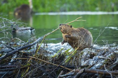 Bever bygger dam. Foto.