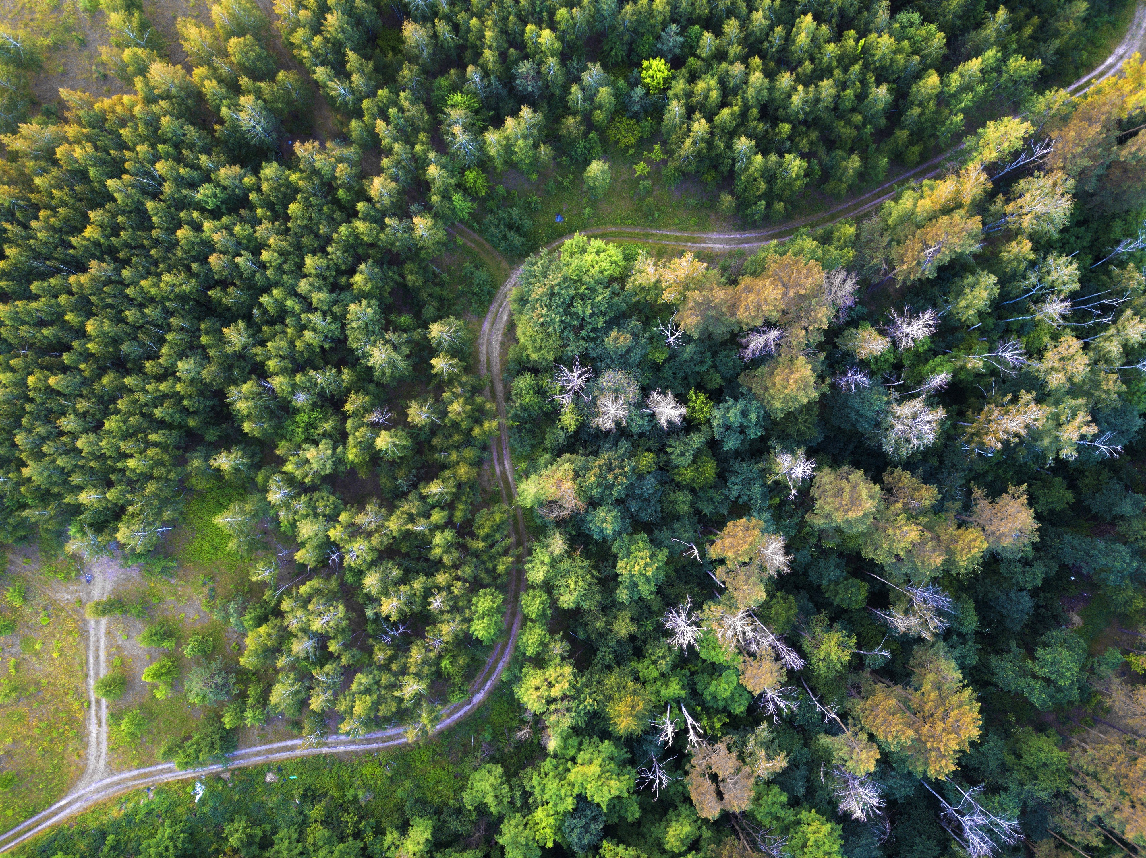 Green trees