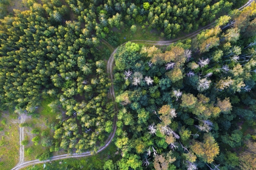 Green trees