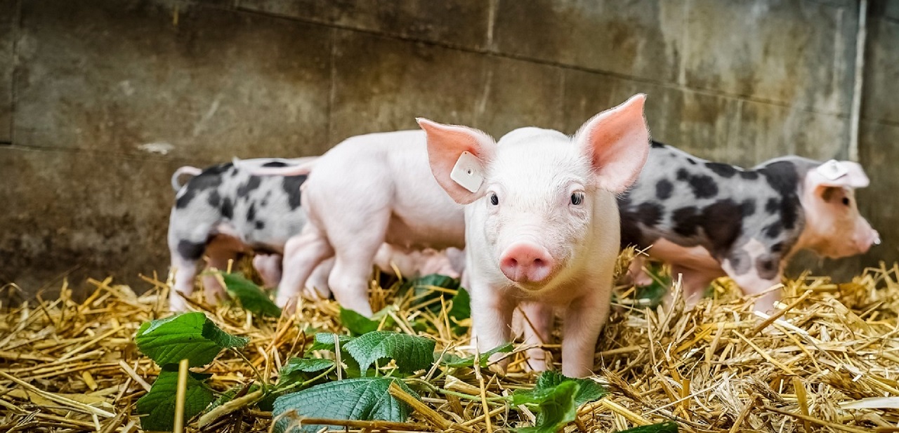 Filiera agroalimentare e sostenibilità: l'importanza delle Certificazioni
