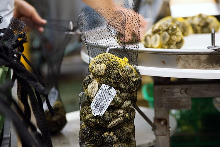 Il Consorzio Pescatori di Goro certificato Kiwa in conformit&agrave; a ISO 22005 e IFS Food