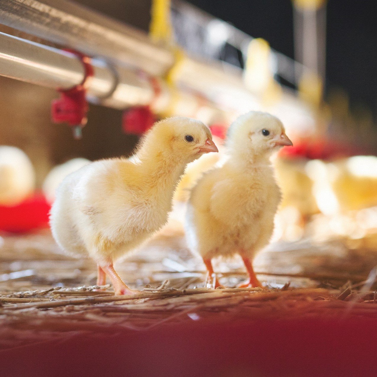 filiere responsabili