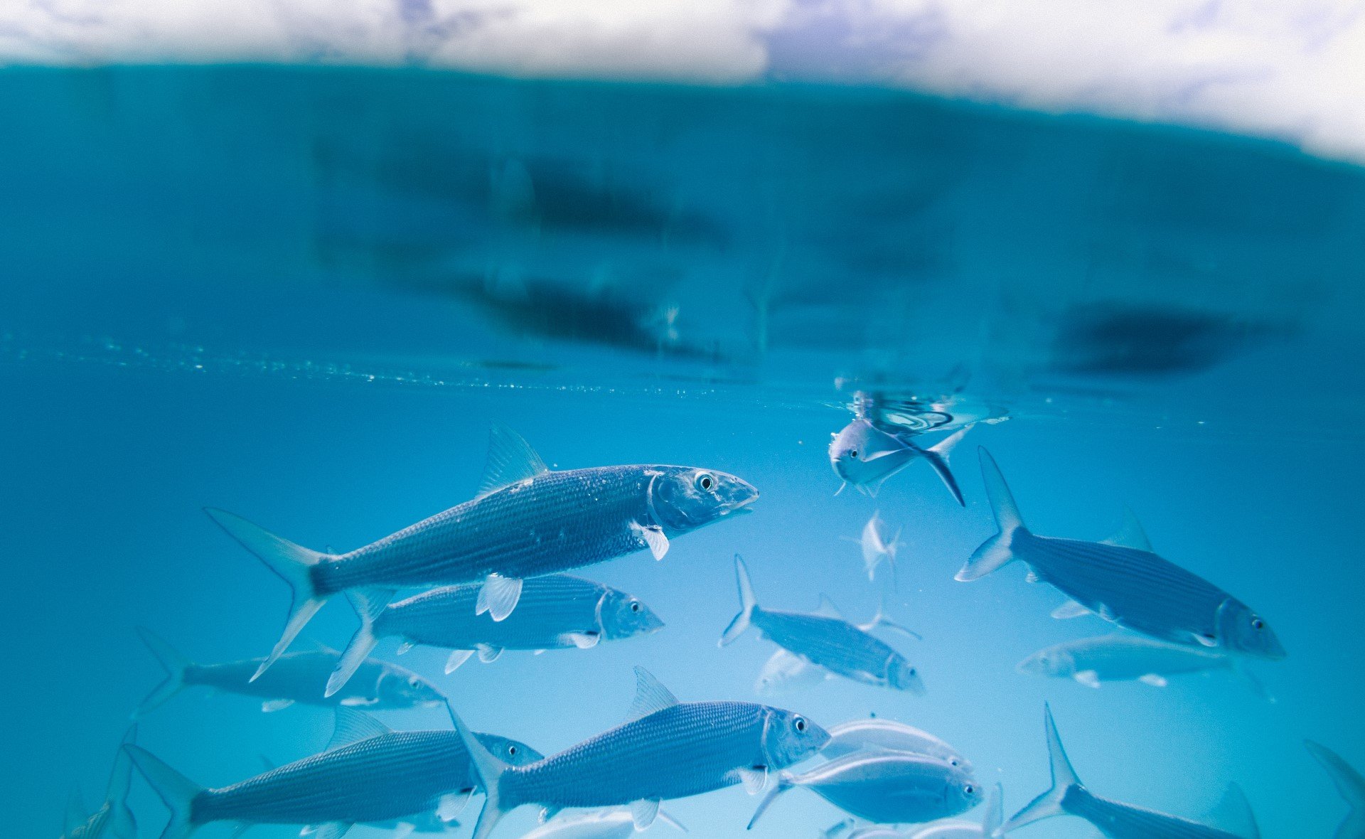 Certificazione MSC e pesca sostenibile