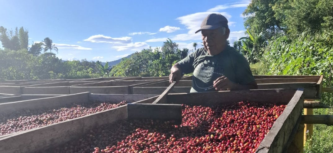 Hombre trabajando en un secado de granos de café al aire libre, bajo un cielo despejado y rodeado de vegetación.