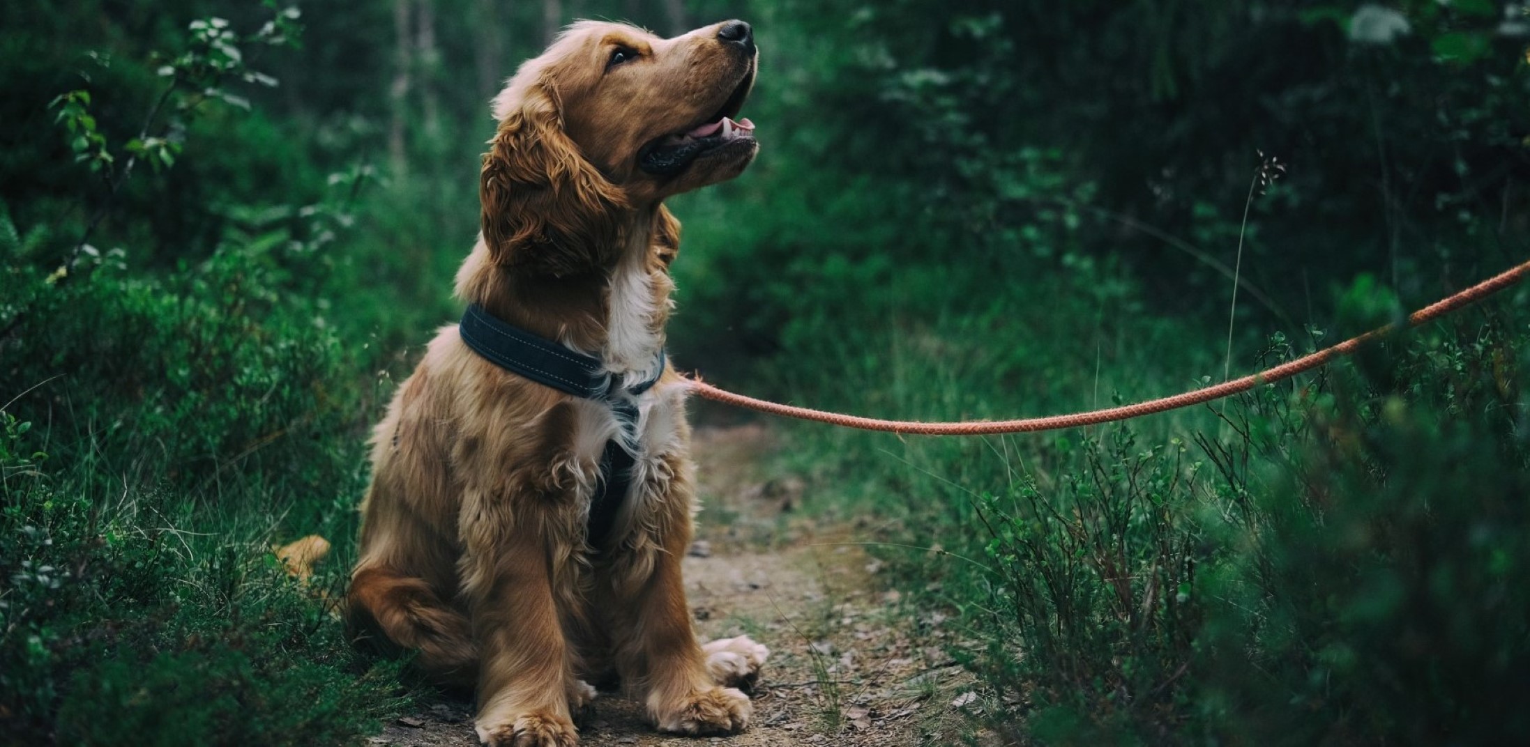 La Certificazione dell&rsquo;Operatore Cinofilo
