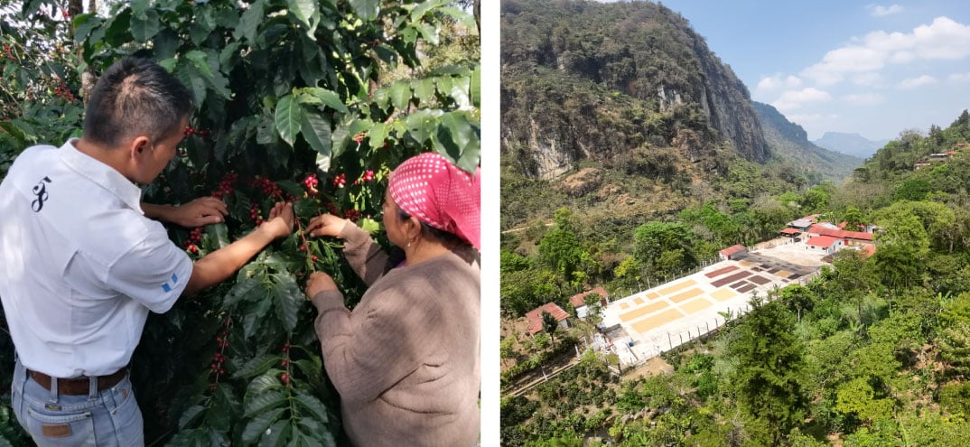 producci&oacute;n de caf&eacute; de mi tierra en el interior de las monta&ntilde;as 