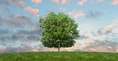 I vantaggi della certificazione ambientale