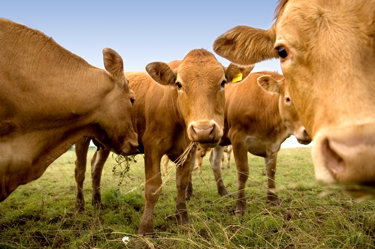 Cows.jpg