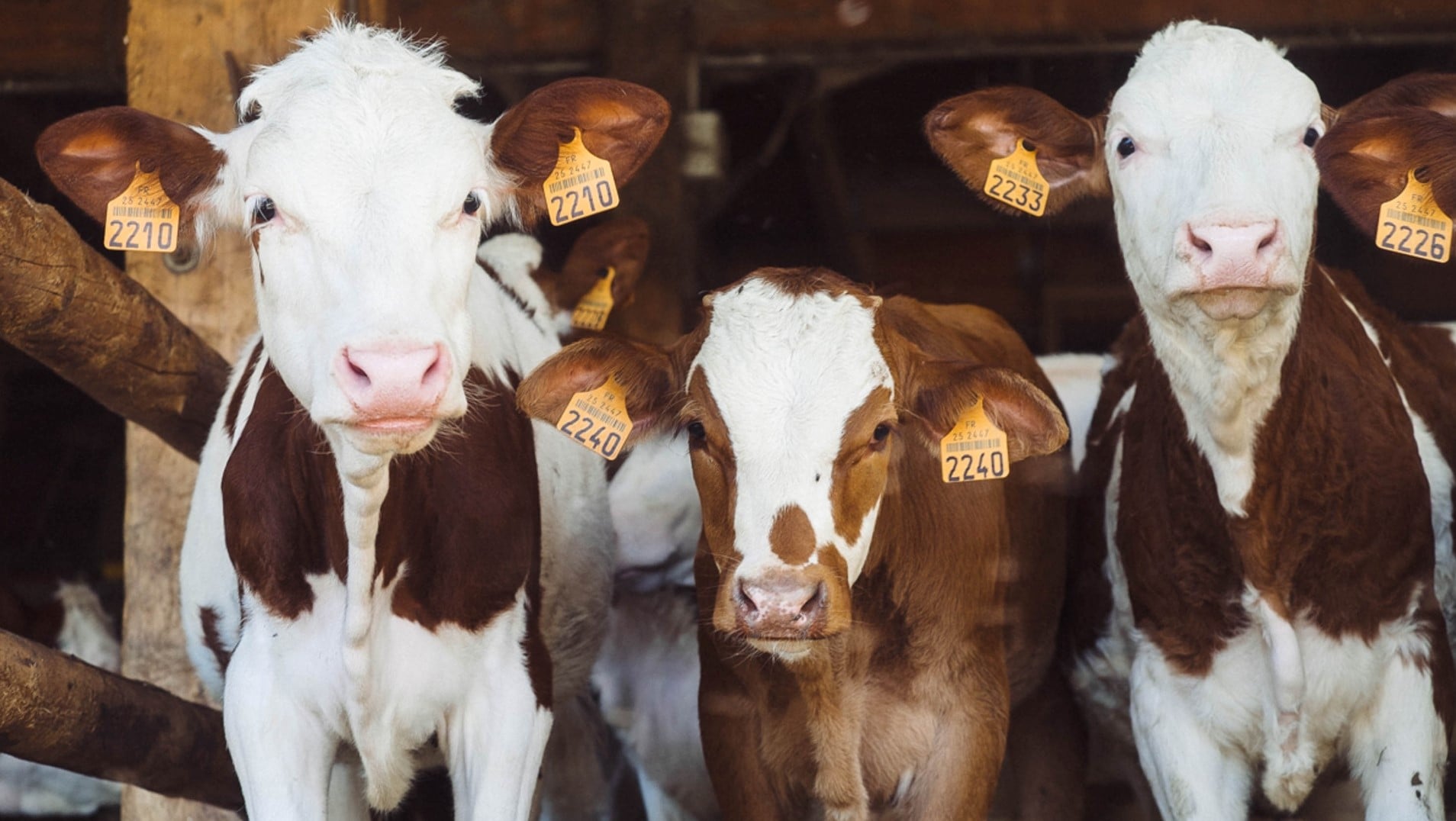 Verso il concetto di Benessere Animale