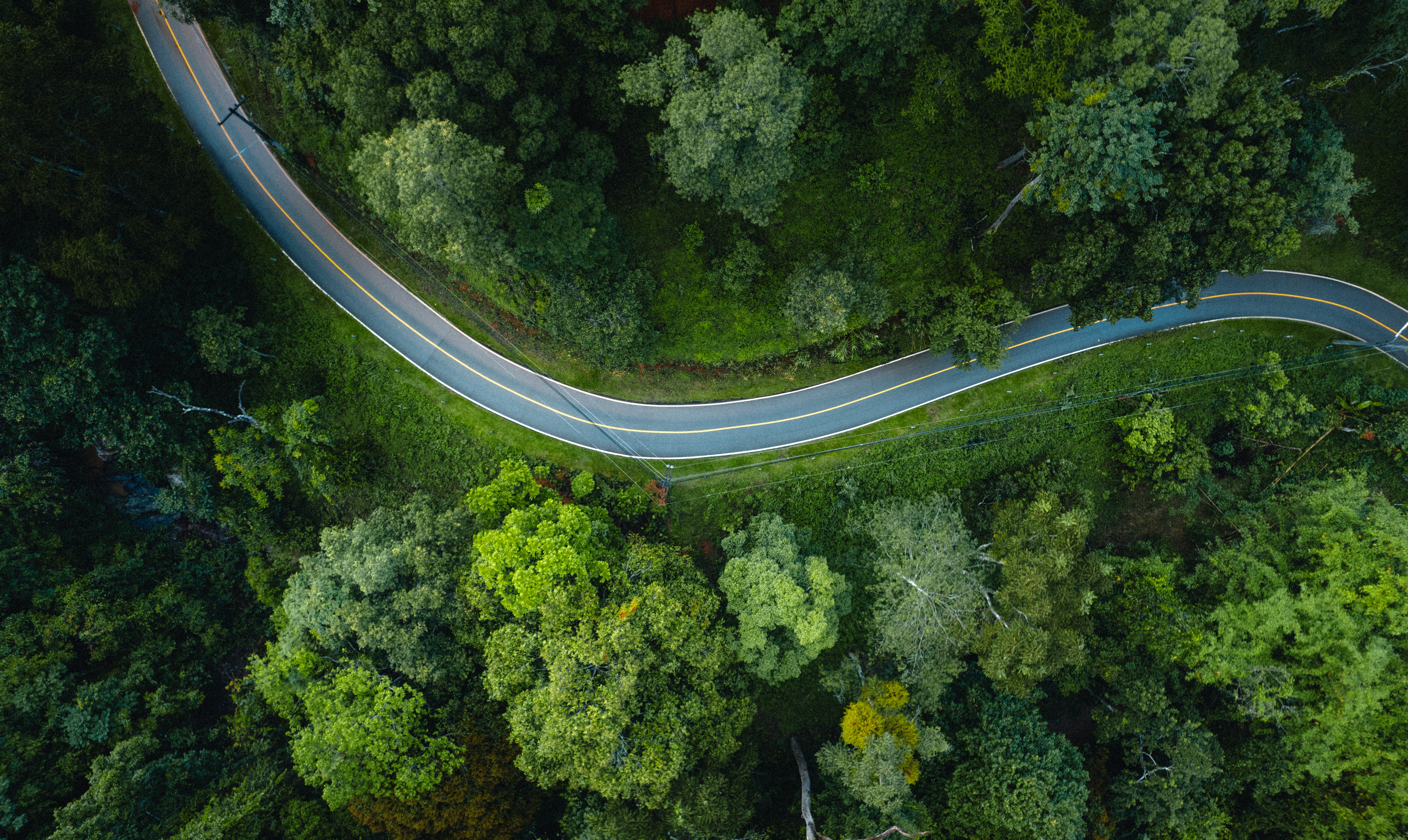 Street in a green forest