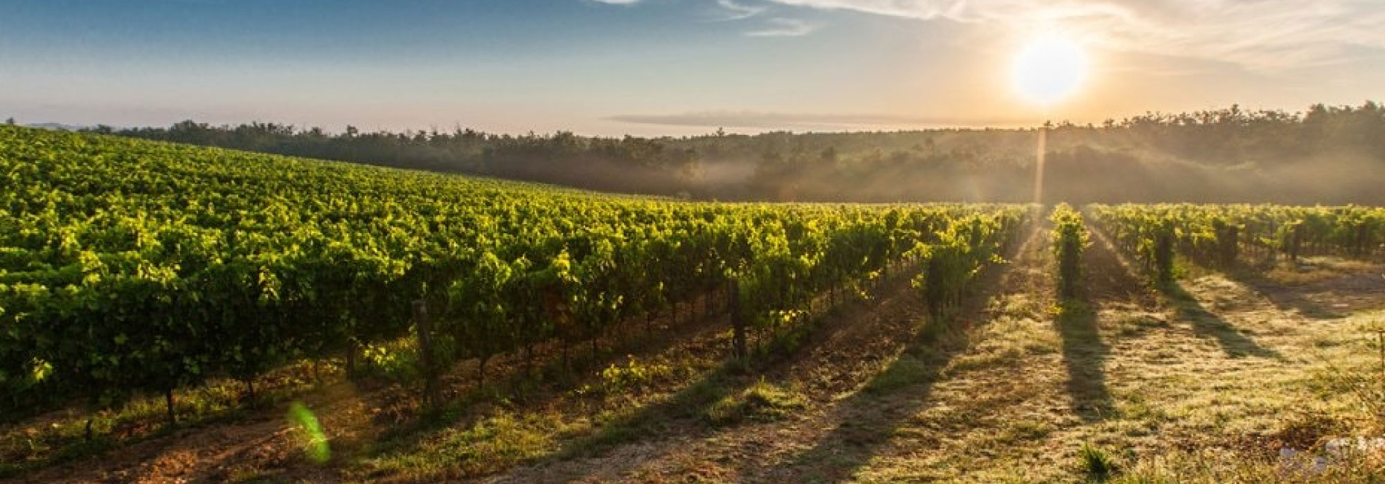 Viñedo extenso iluminado por el sol al atardecer, con cielo parcialmente despejado y vegetación verde.