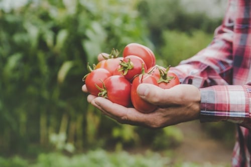 Auditor Interno de Finca