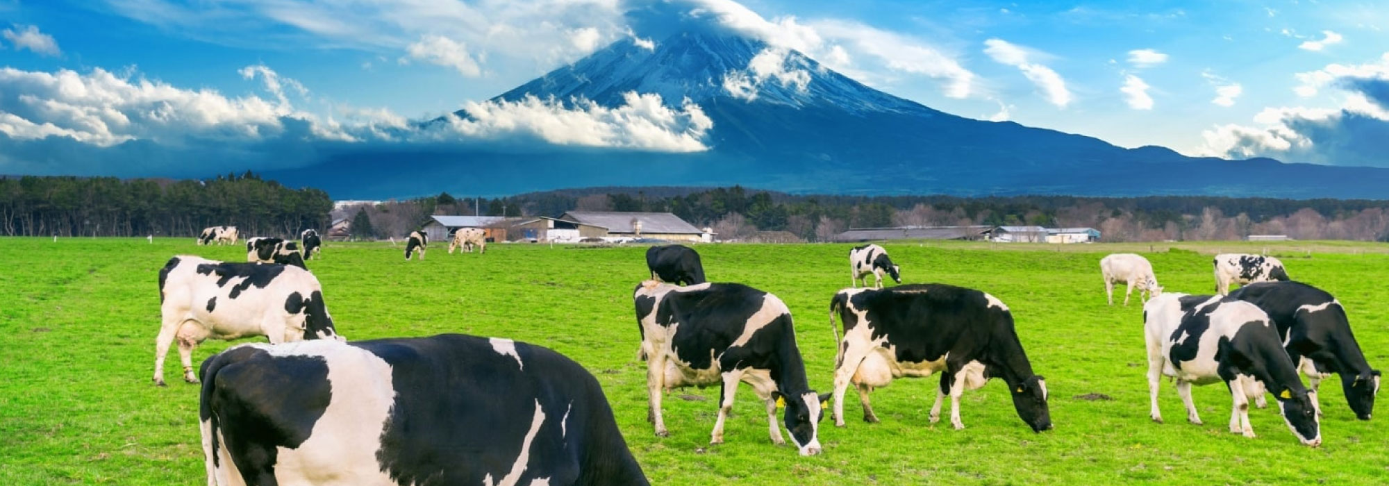 Vacas pastando en un campo verde bajo un cielo azul con montañas cubiertas de nieve al fondo.