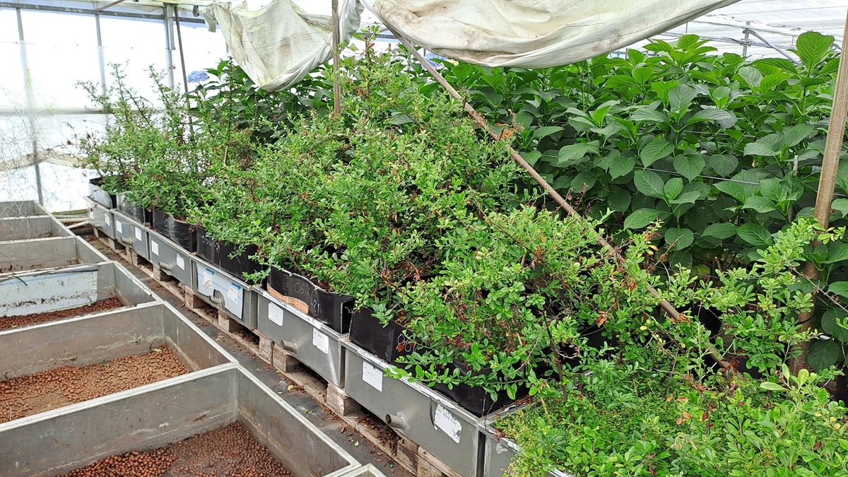 Plantenkwekerij in een kas met rijen jonge struiken in zwarte potten op verhoogde bakken.