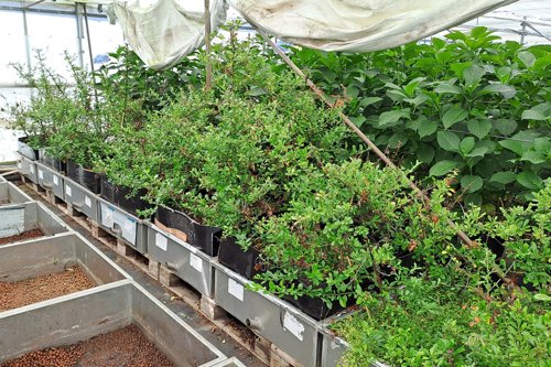 Plantenkwekerij in een kas met rijen jonge struiken in zwarte potten op verhoogde bakken.