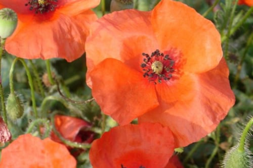 Bioróżnorodność czerwone maki