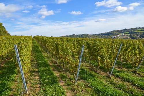 Rows of grapevines in a vineyard under a blue sky with scattered clouds.