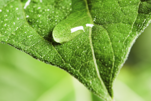 hoja con una gota de agua
