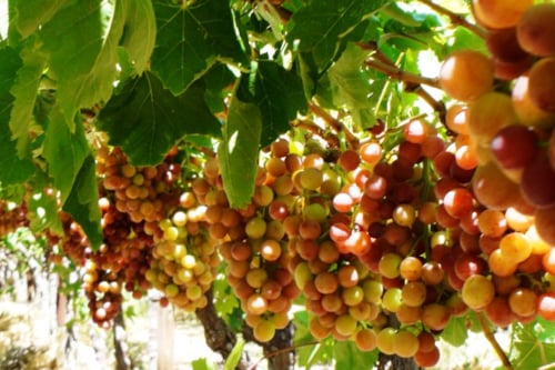 Uvas en un árbol