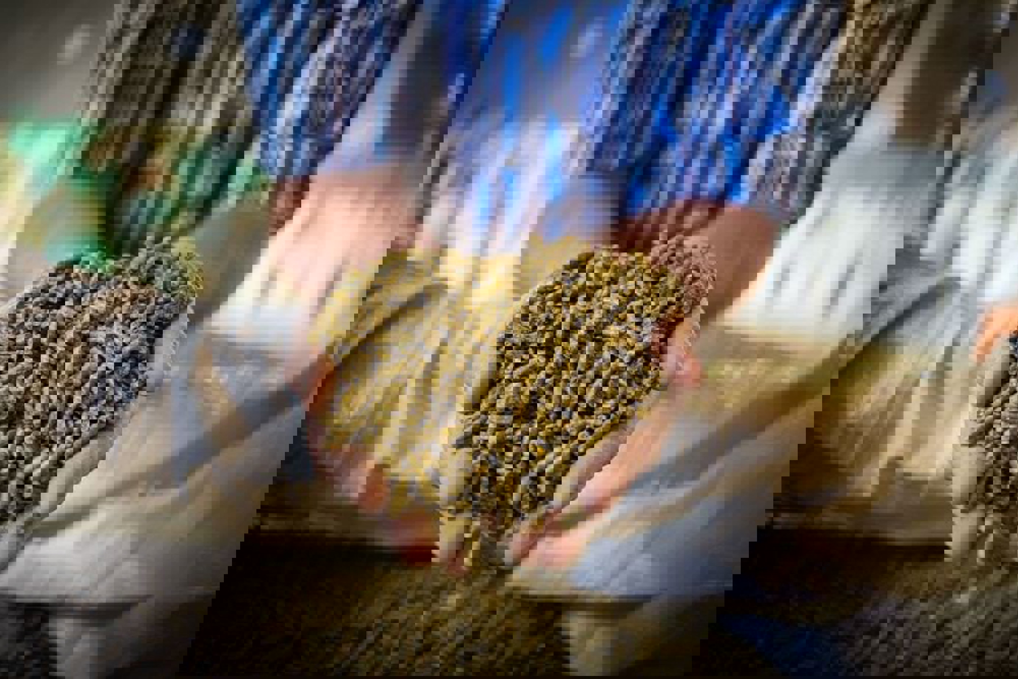 Animal feed inspection certification kiwa.jpg