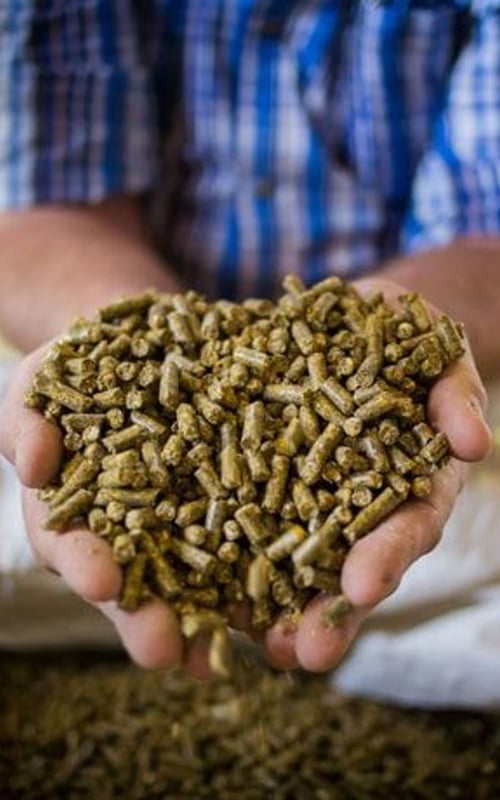 Animal food