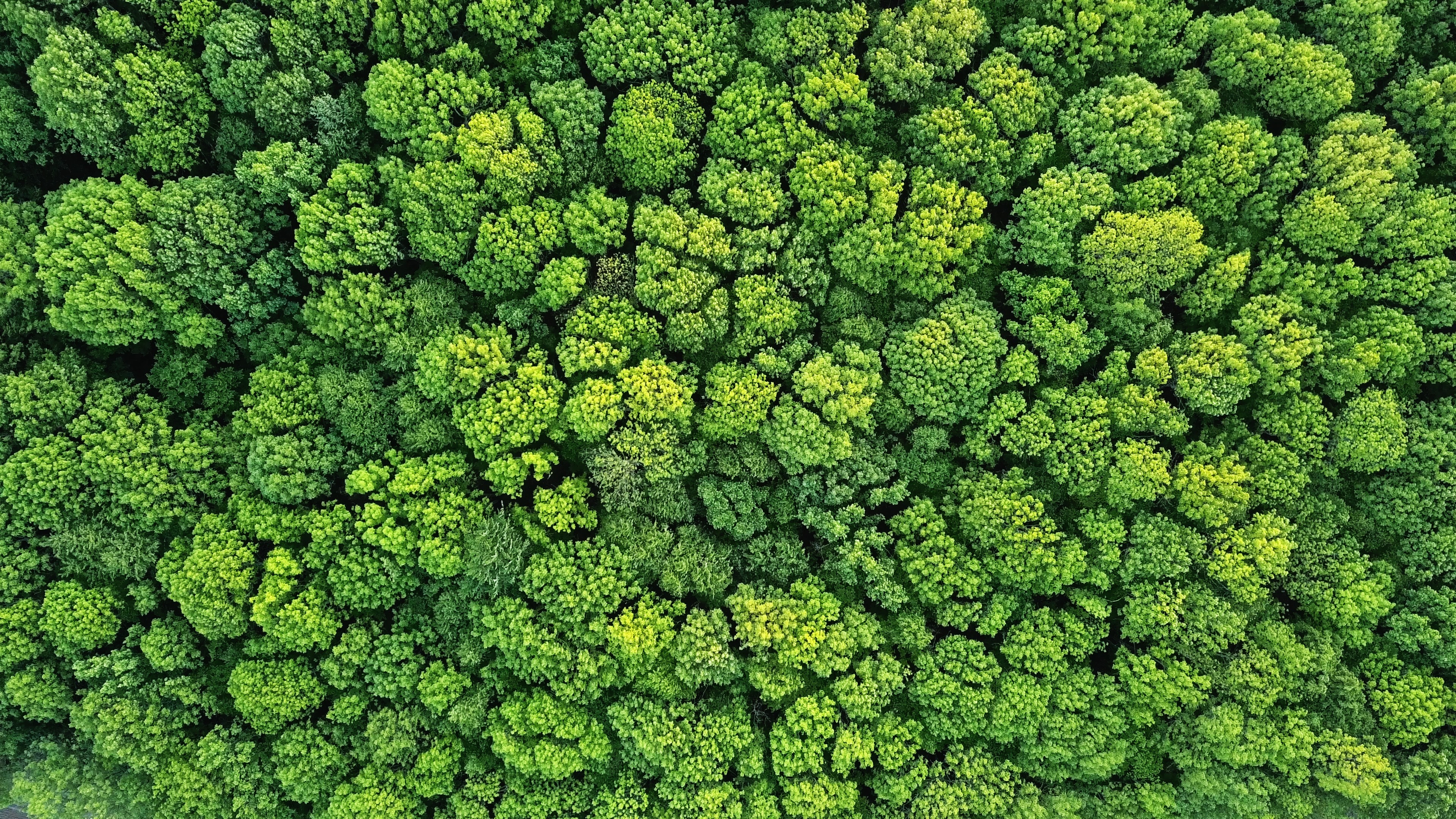 Aerial view of a dense green forest canopy with varying shades of foliage.