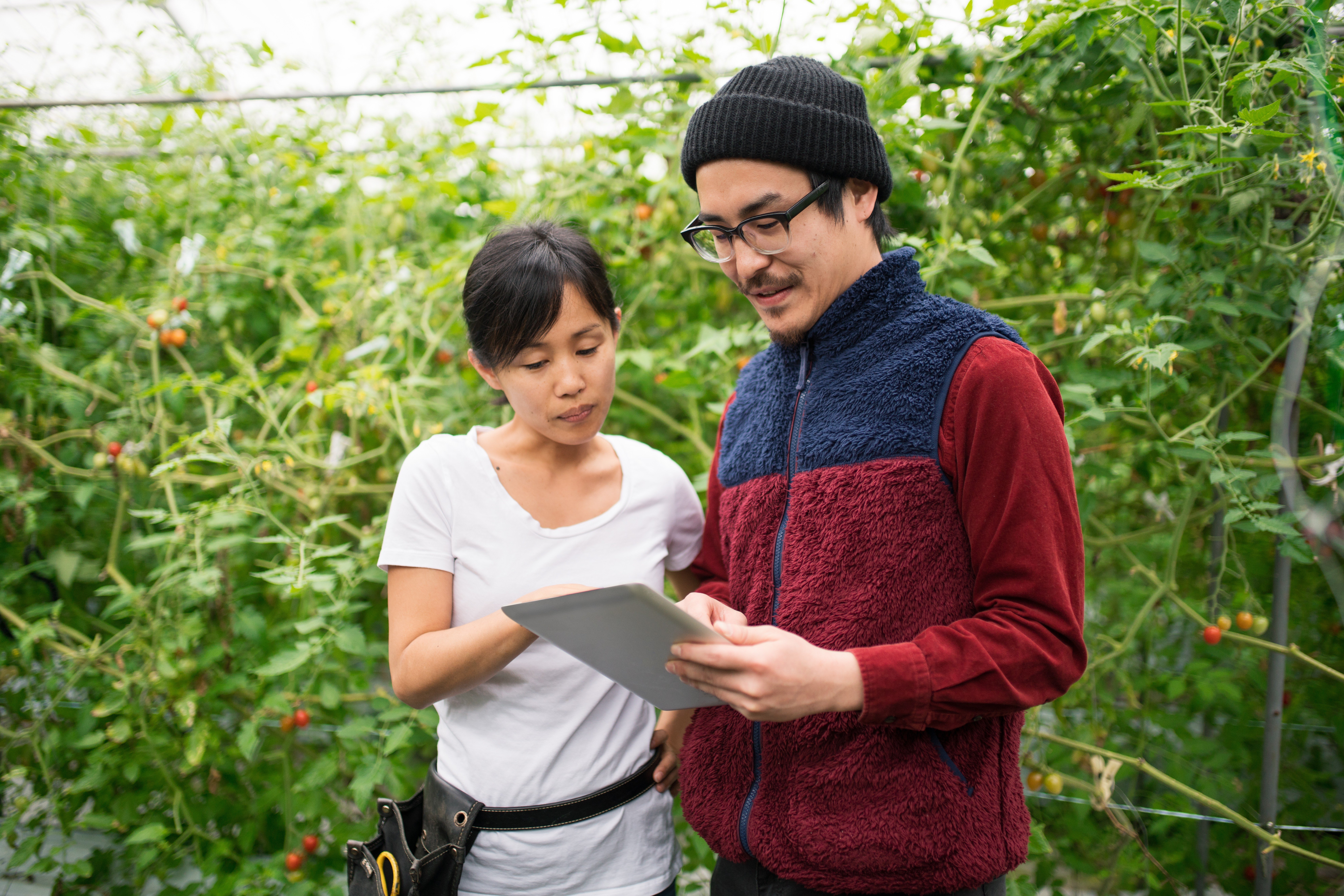 Two people in a greenhouse reviewing a tablet while standing among tomato plants.