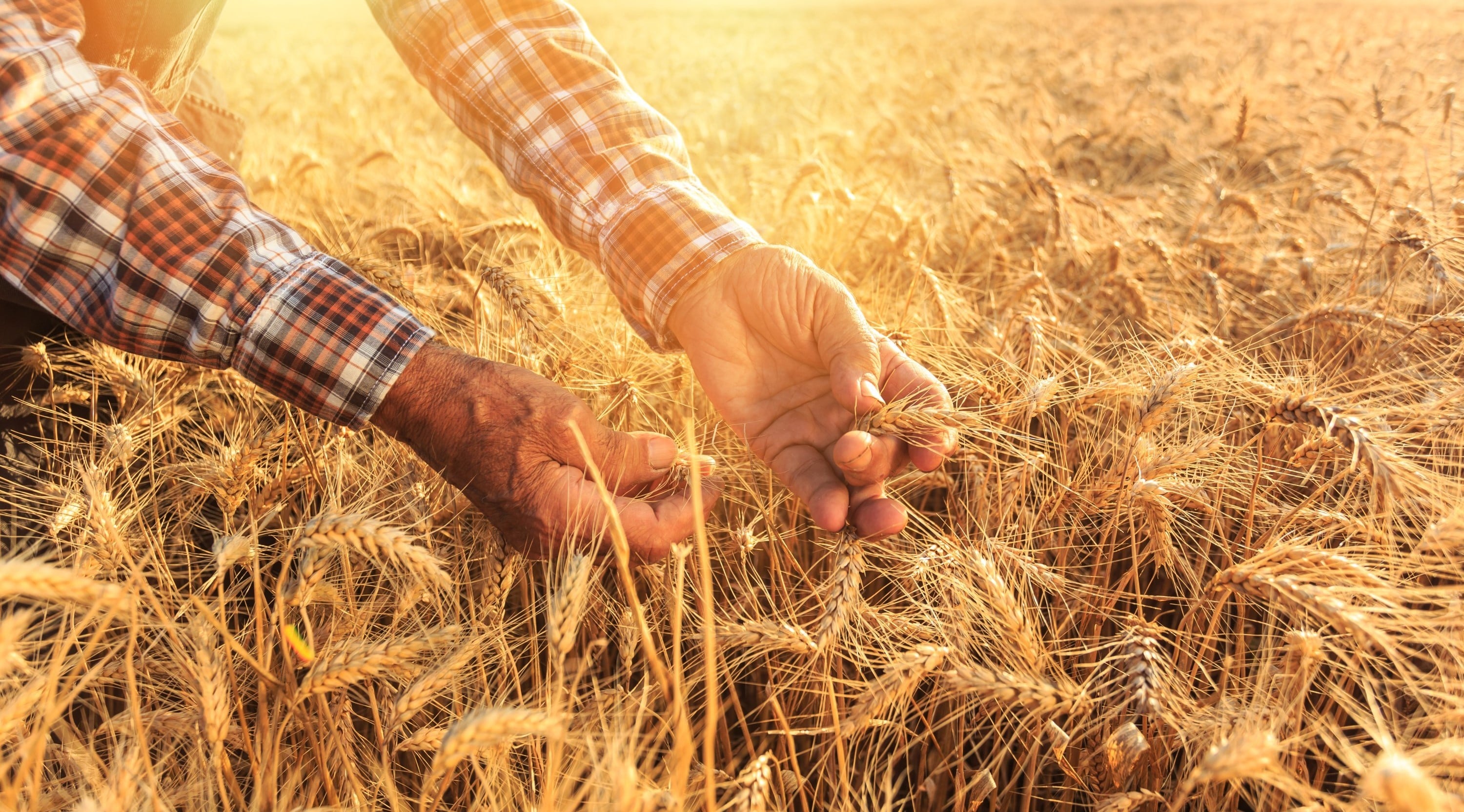 Hands inspecting ripe wheat in a golden grain field at sunset, close-up of an agricultural harvest scene.