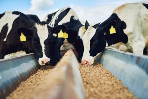 Black and white colored cows eating animal feed that has been certified by Kiwa