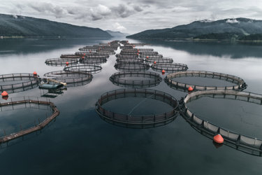 Aerial view over a large fish farm with lots of fish enclosures
