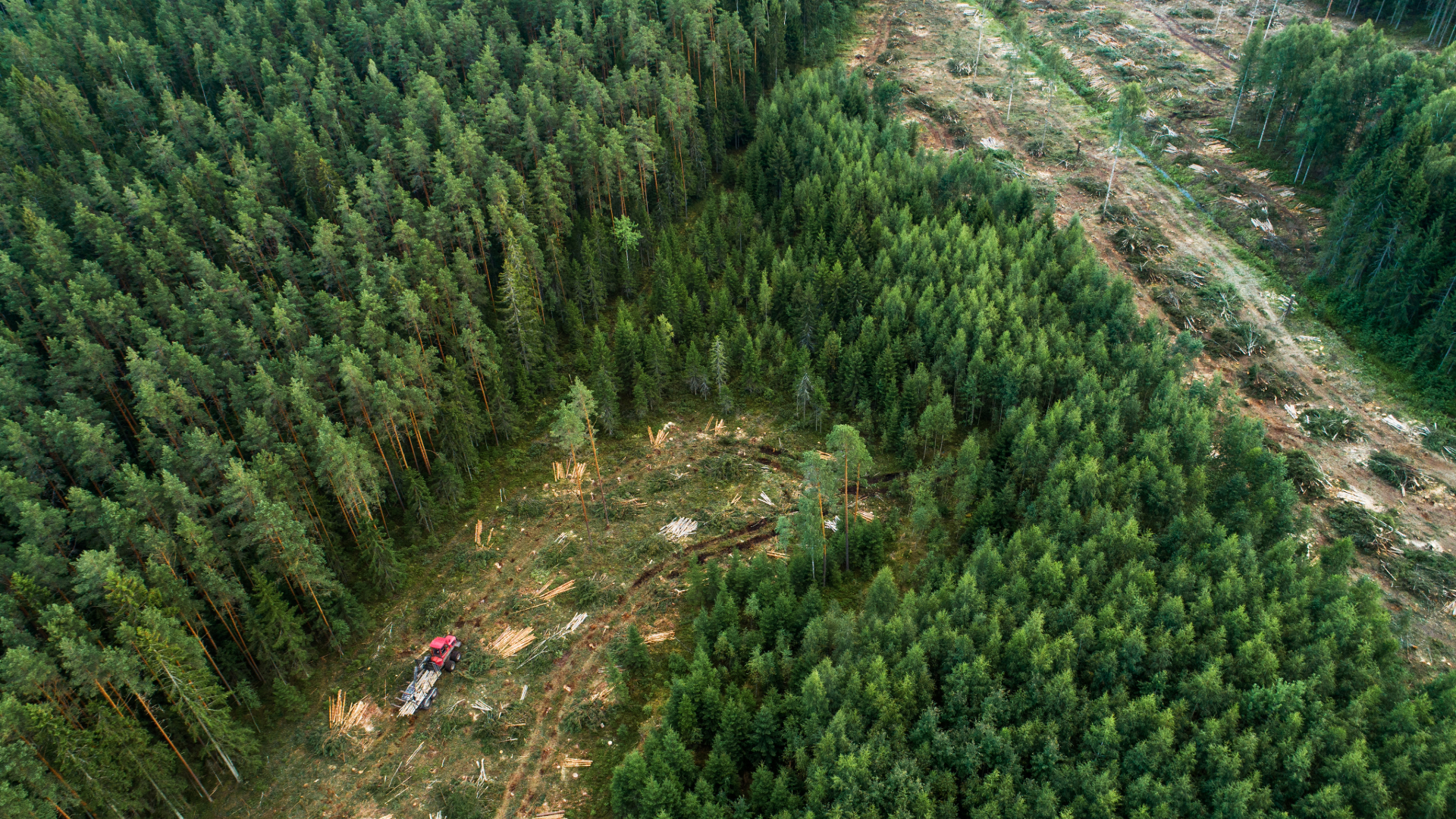 Overhogst av skog viser områder med felt skog