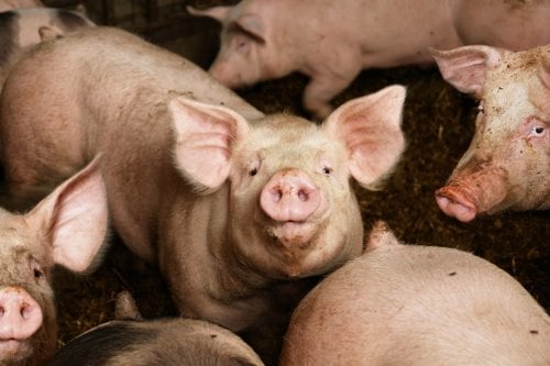 Group of pigs standing close together in a pen, with one pig centered facing the camera.